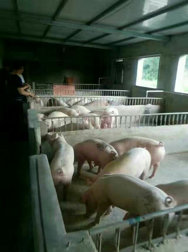 日照三元猪仔培育基地基地直发量大从优视频看货欢迎电联