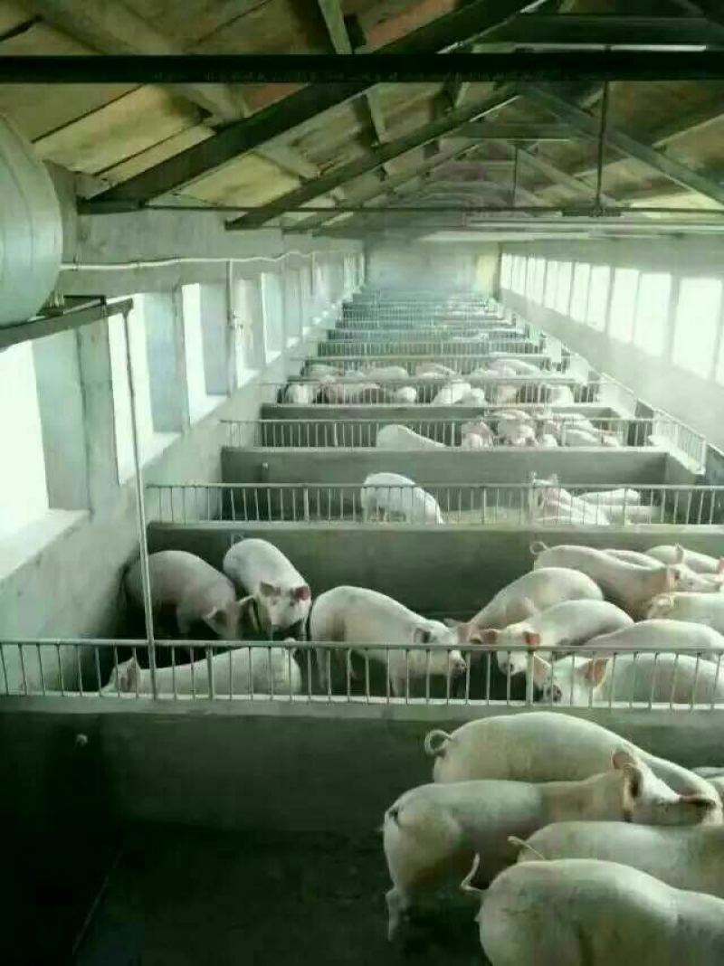 日照三元猪仔培育基地基地直发量大从优视频看货欢迎电联