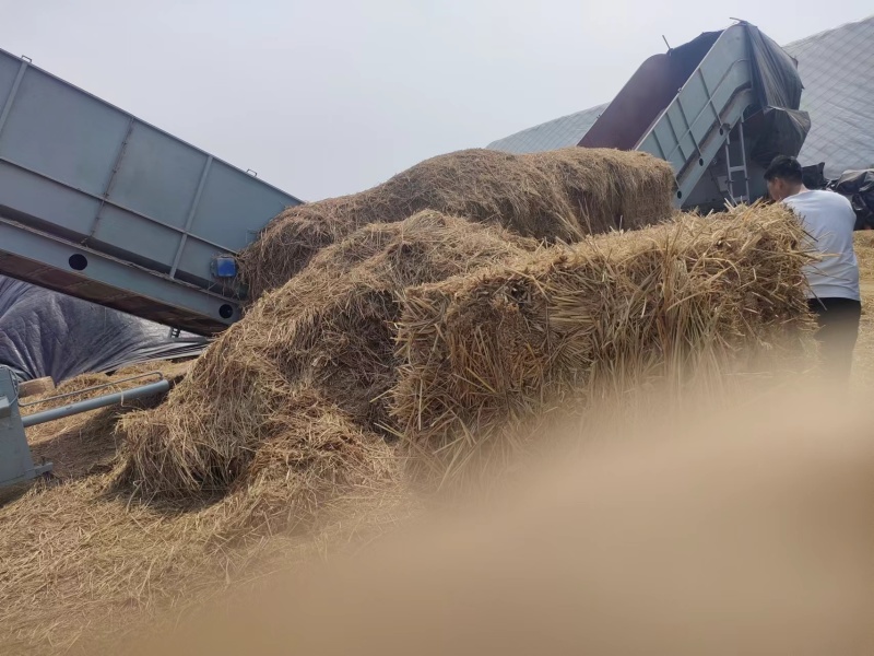 稻草500/吨