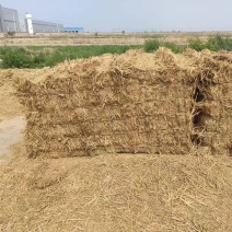 河北饲料原料稻草/量大从优/诚信经营/欢迎老板联系