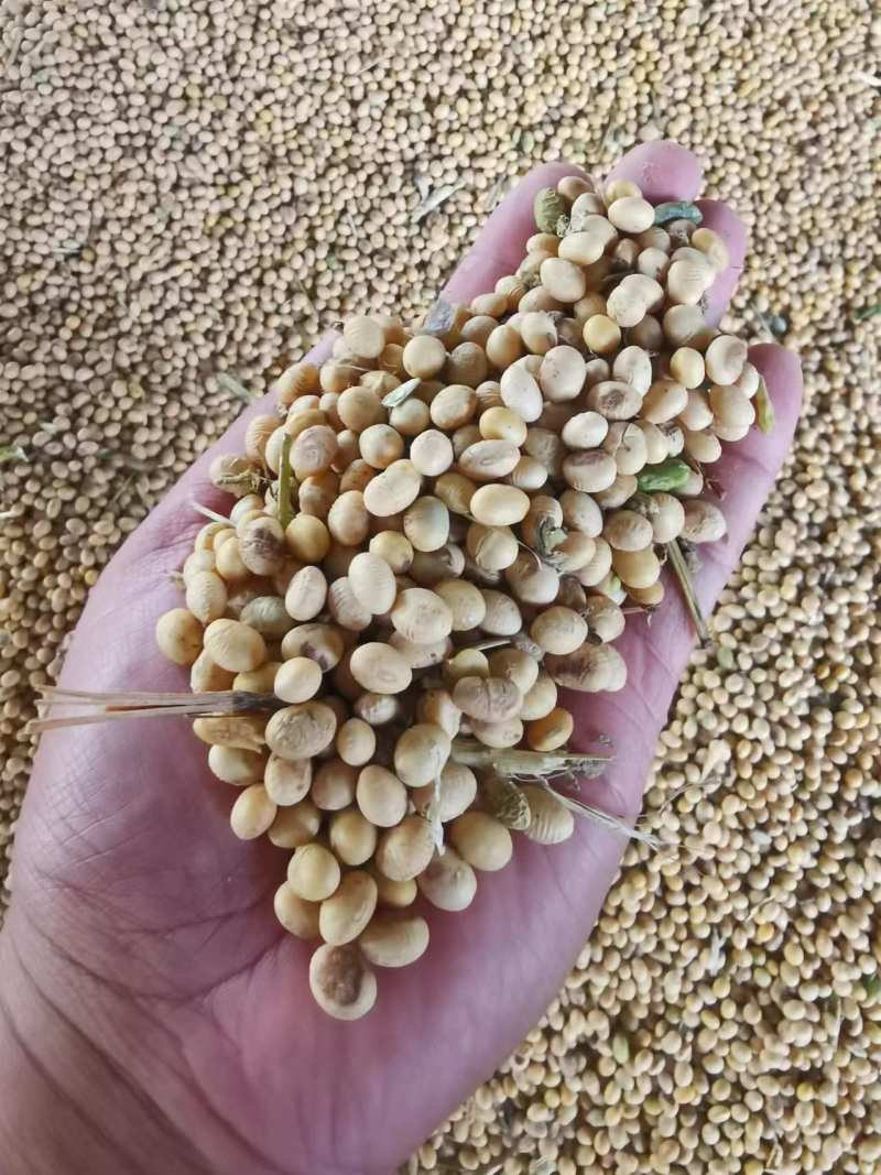 【精品大豆】山东菏泽基地直供，高蛋白做豆腐，腐竹专用