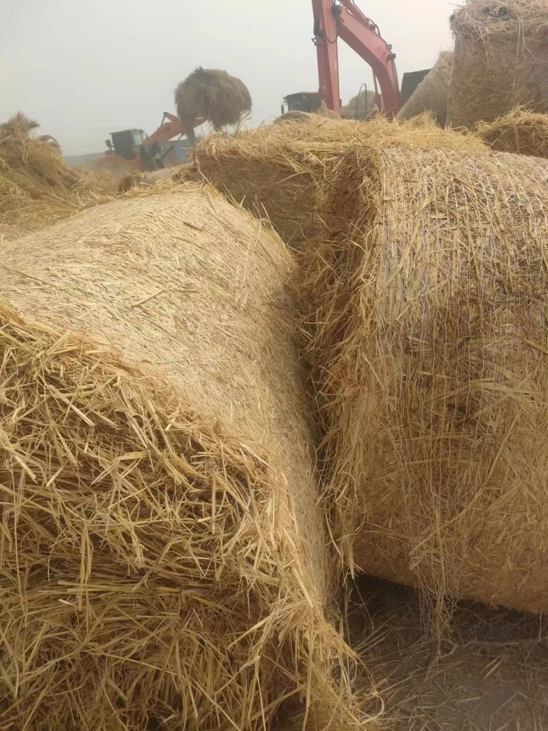 稻草纯小麦秸秆