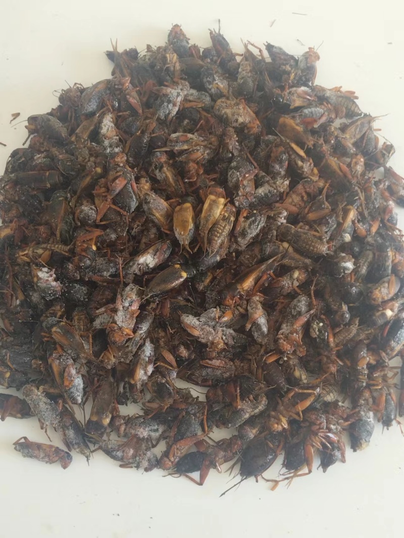 江苏双斑油葫芦蟋蟀中草药蟋蟀宠物饲料蟋蟀规格齐全