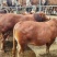 贵州散养活牛肉牛王1500以上，量大质优价优一手货源