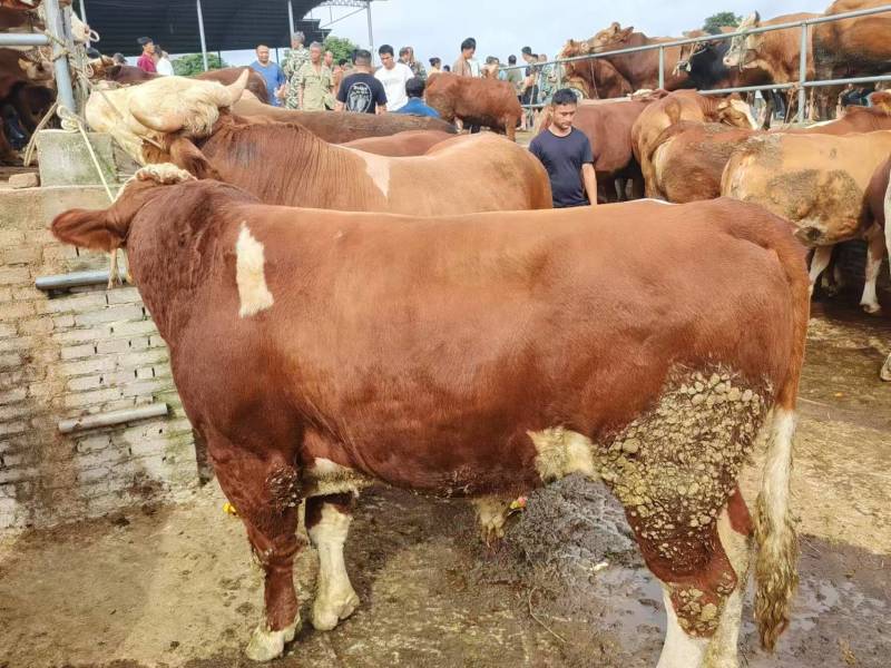 贵州散养活牛肉牛王1500以上，量大质优价优一手货源