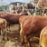 贵州散养活牛肉牛王1500以上，量大质优价优一手货源