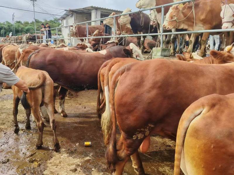 贵州散养活牛肉牛王1500以上，量大质优价优一手货源