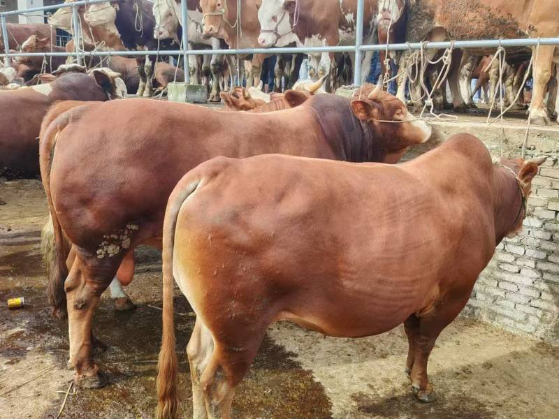 贵州散养活牛肉牛王1500以上，量大质优价优一手货源