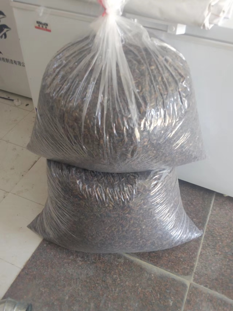 江苏蟋蟀养殖基地常年供应宠物饲料蟋蟀蛋白质含量高