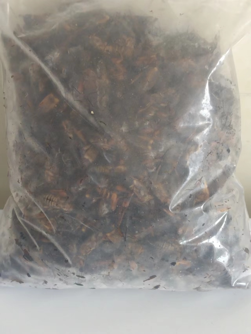 淮安蟋蟀养殖常年供应活体冻货干货蟋蟀宠物饲料