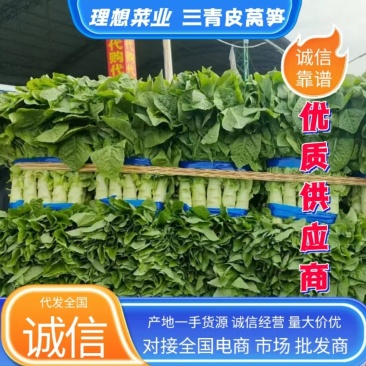 兰陵三青莴笋大量上市青皮青肉，代发全国各地