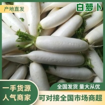 301白萝卜，万亩基地直供物美价廉，欢迎新老客户光临洽谈