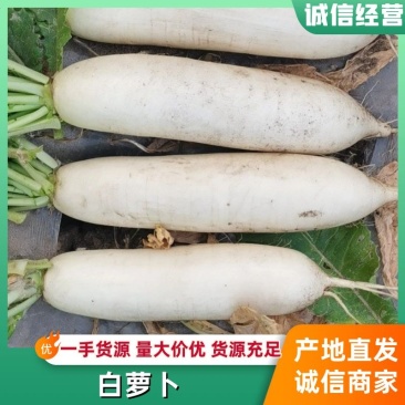 白萝卜万亩基地大量上市中有要的客户联系我了
