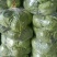 唐山甘蓝精品宣甘蓝可供市场商超，电商产地直发