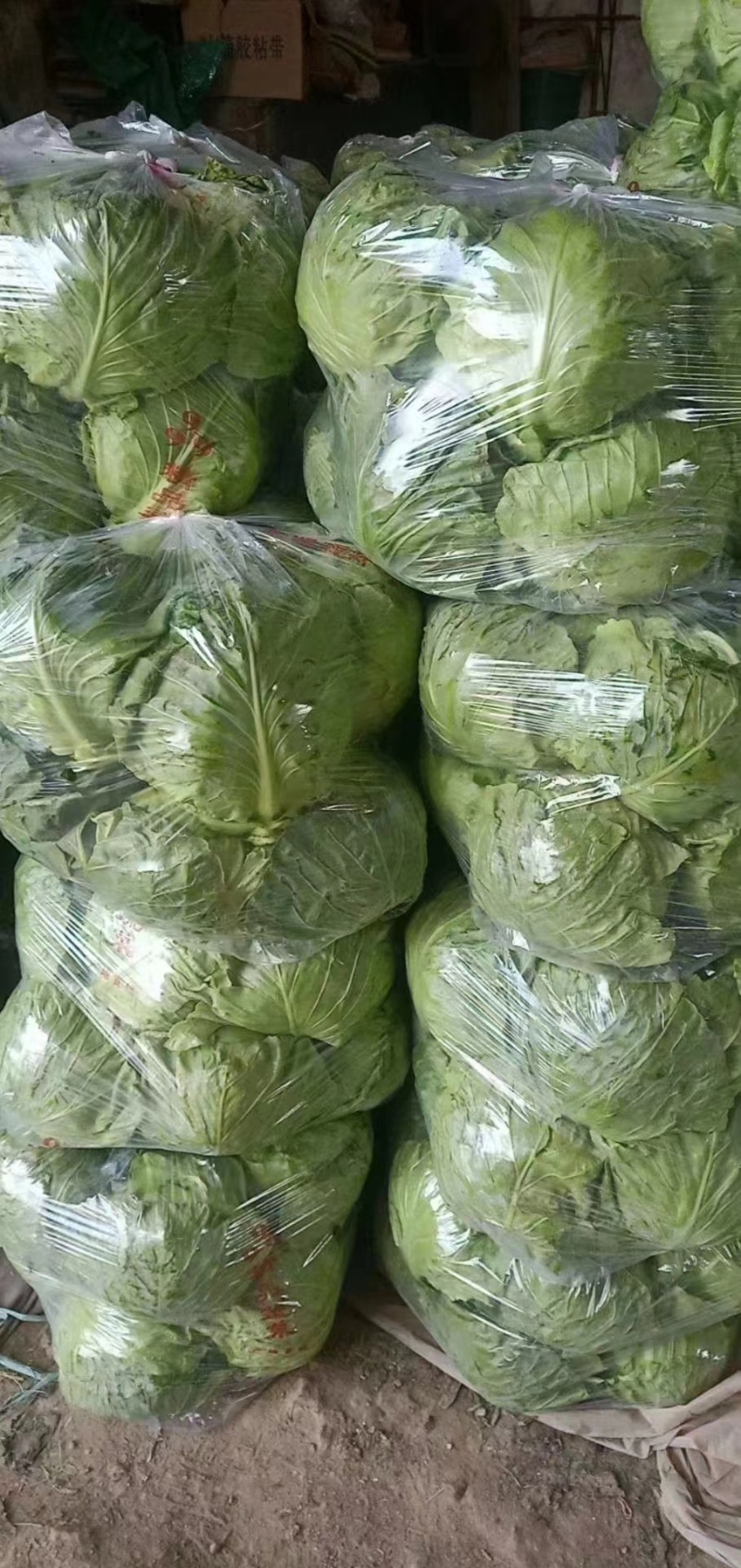唐山甘蓝精品宣甘蓝可供市场商超，电商产地直发