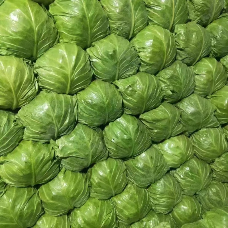 唐山甘蓝精品宣甘蓝可供市场商超，电商产地直发