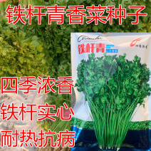 铁杆青香菜种子四季浓香青梗实心直立耐热抗病