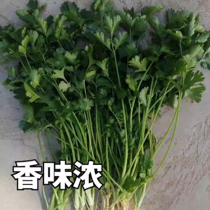 铁杆青香菜种子四季浓香青梗实心直立耐热抗病