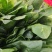 河北邯郸大叶菠菜大量上市产地直发量大从优欢迎来电咨询