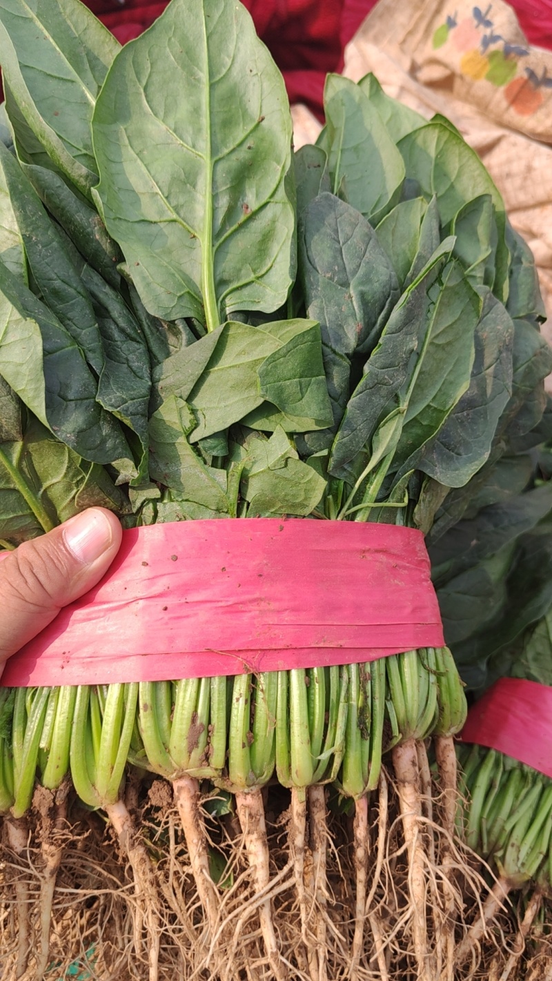 河北邯郸大叶菠菜大量上市产地直发量大从优欢迎来电咨询