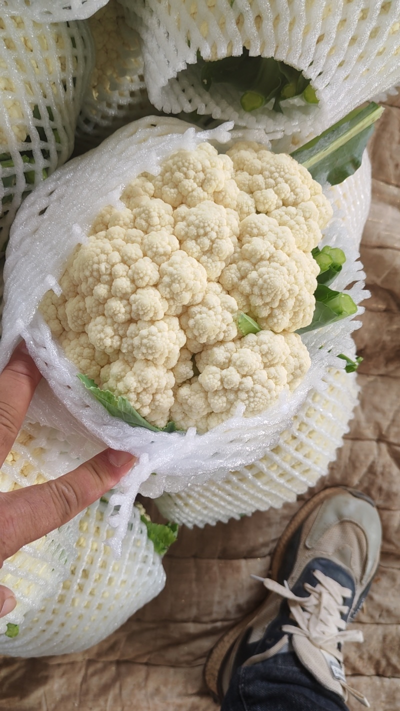 河北邯郸松花菜白面青梗松花菜大量供应价格美丽欢迎来电