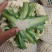 河北邯郸松花菜白面青梗松花菜大量供应价格美丽欢迎来电