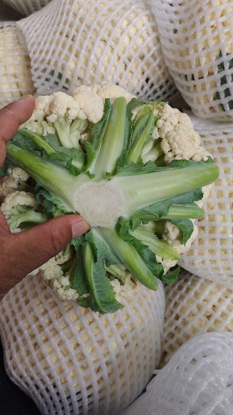 河北邯郸松花菜白面青梗松花菜大量供应价格美丽欢迎来电