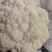 河北邯郸松花菜白面青梗松花菜大量供应价格美丽欢迎来电