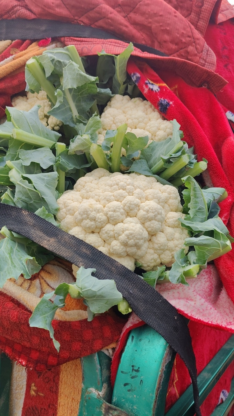 河北邯郸松花菜白面青梗松花菜大量供应价格美丽欢迎来电