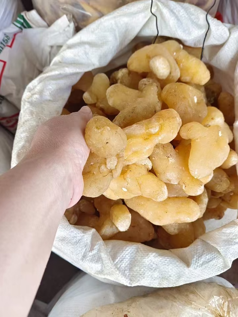 【黄精】广西黄精大小个头都有按需求加工全国接单耐运输视频