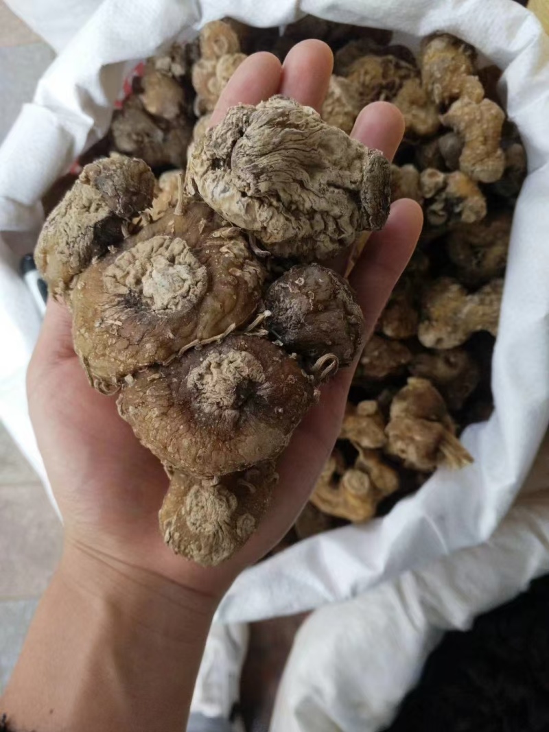 【黄精】广西黄精大小个头都有按需求加工全国接单耐运输视频
