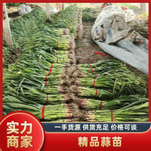 【推荐】蒜苗精品红根蒜苗红皮蒜扒皮水洗蒜苗基地直供