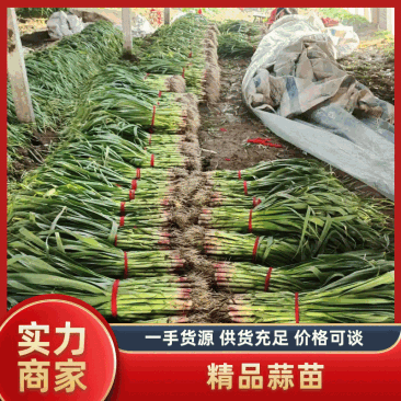 【推荐】蒜苗精品红根蒜苗红皮蒜扒皮水洗蒜苗基地直供