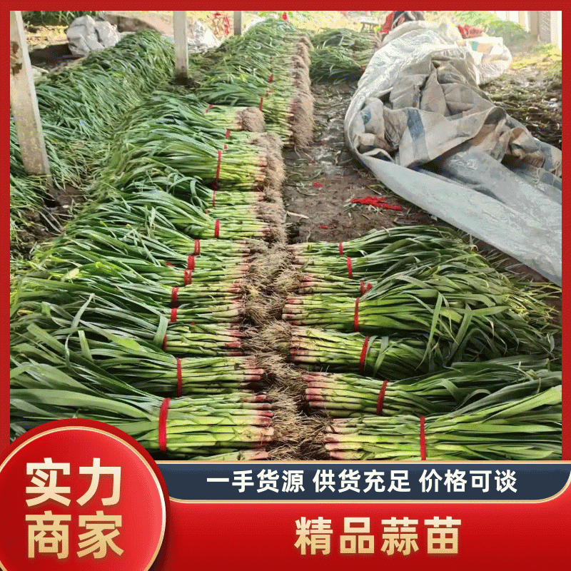 【推荐】蒜苗精品红根蒜苗红皮蒜扒皮水洗蒜苗基地直供