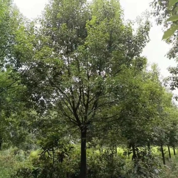 湖北香樟基地产地直发一手货源精品香樟苗木各种规格
