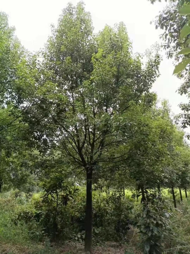 湖北香樟基地产地直发一手货源精品香樟苗木各种规格