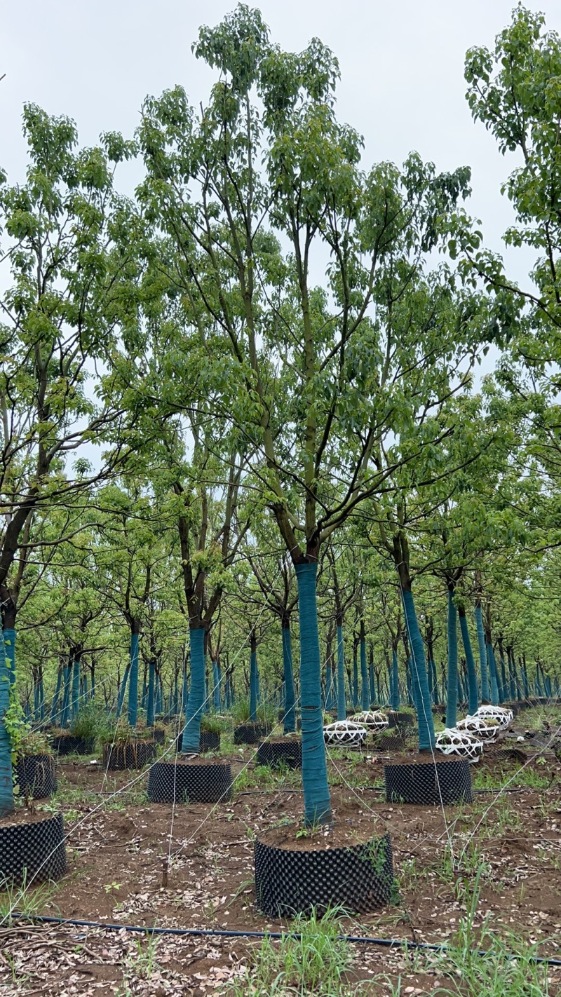 湖北香樟基地产地直发一手货源精品香樟苗木各种规格