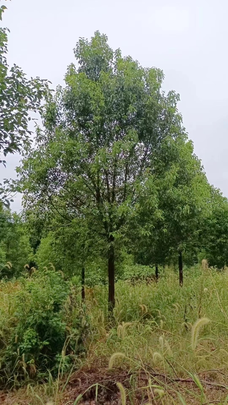 湖北香樟基地产地直发一手货源精品香樟苗木各种规格