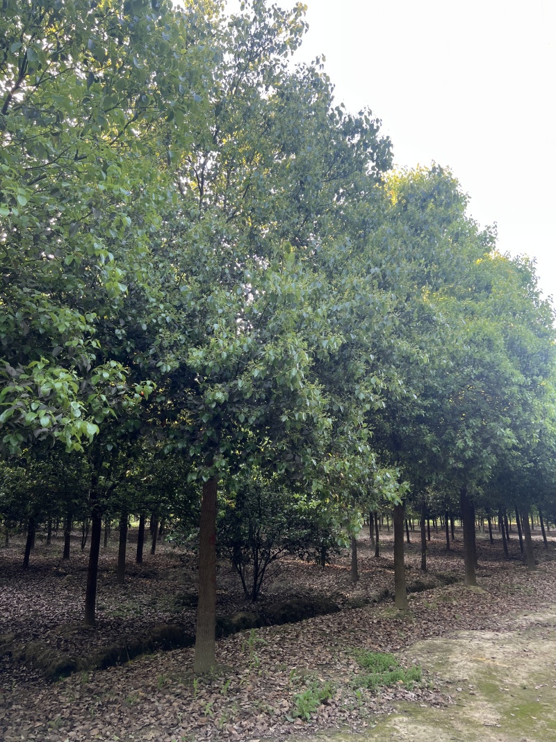 产地直发15公分香樟，价格优惠，苗木基地一手货源