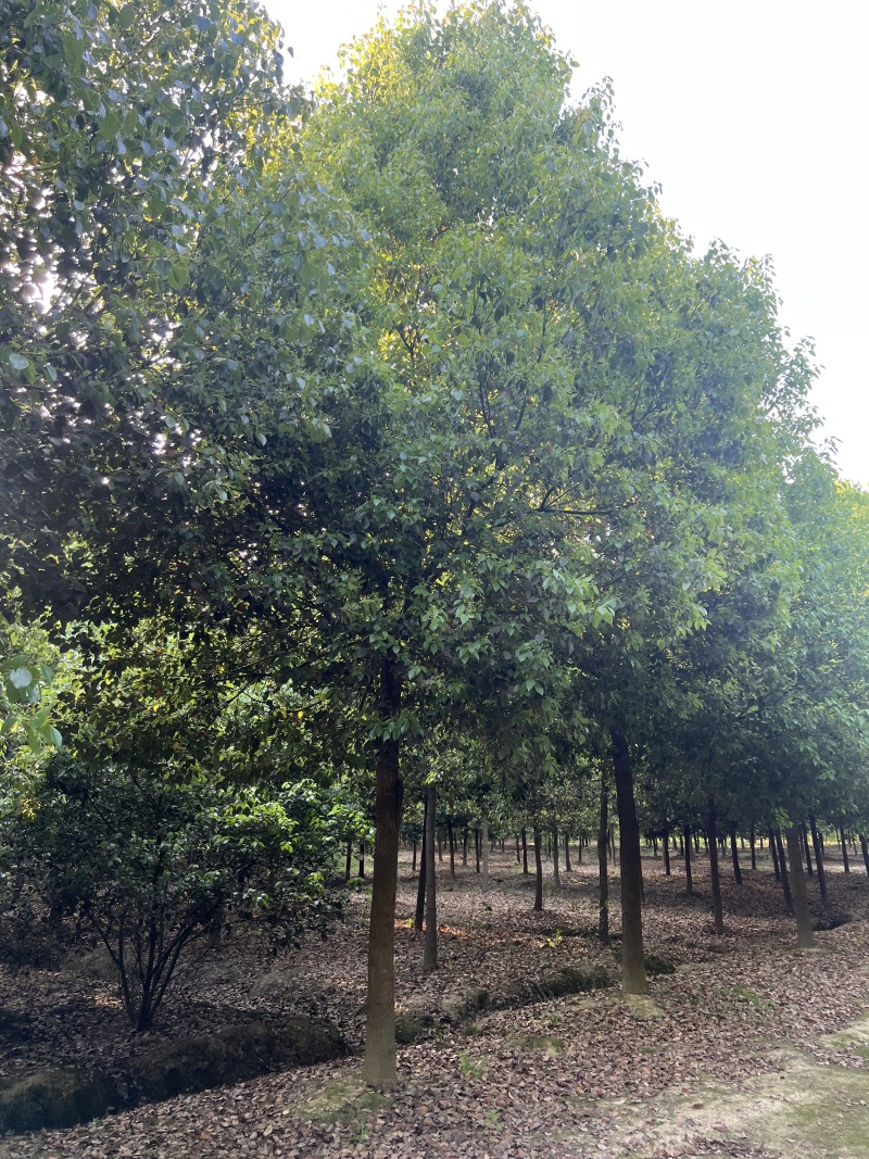 产地直发15公分香樟，价格优惠，苗木基地一手货源