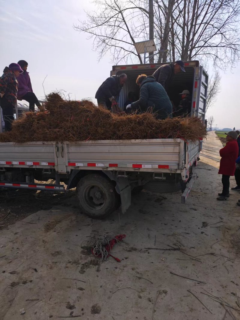 毛桃树苗80cm以上根系完好成活率高自家苗圃种植