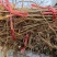 毛桃树苗80cm以上根系完好成活率高自家苗圃种植