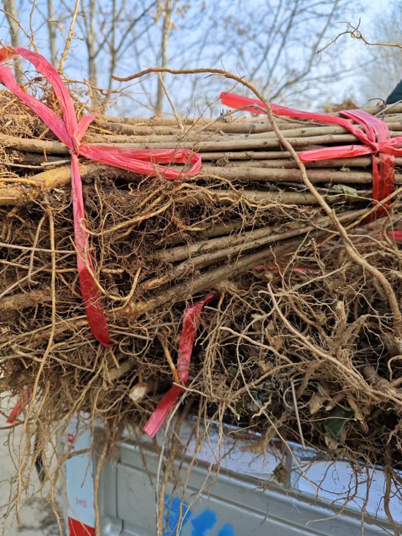 毛桃树苗80cm以上根系完好成活率高自家苗圃种植