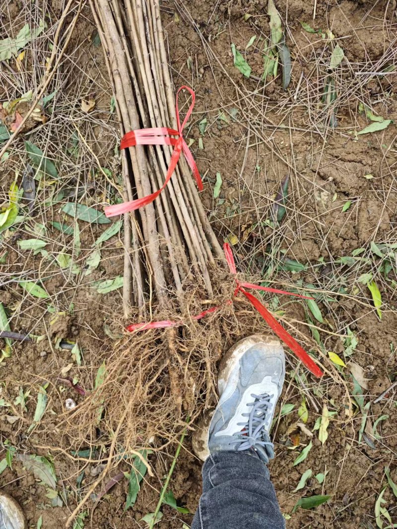 毛桃树苗80cm以上根系完好成活率高自家苗圃种植