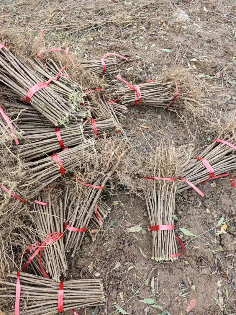 毛桃树苗80cm以上根系完好成活率高自家苗圃种植