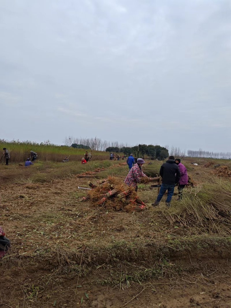 毛桃树苗80cm以上根系完好成活率高自家苗圃种植