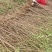 毛桃树苗80cm以上根系完好成活率高自家苗圃种植