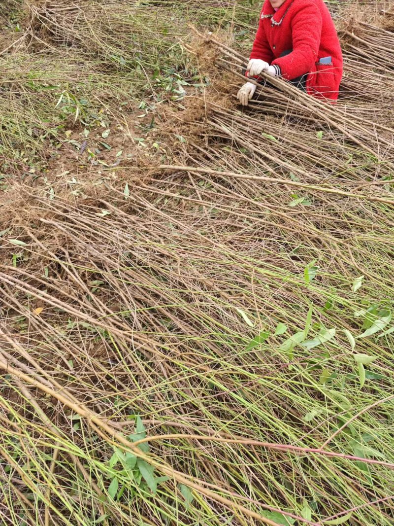 毛桃树苗80cm以上根系完好成活率高自家苗圃种植