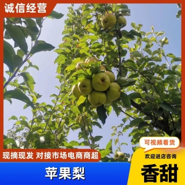 （推荐）甘肃民乐苹果梨上市了，汁浓，特甜，个大果面靓丽