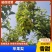 （推荐）甘肃民乐苹果梨上市了，汁浓，特甜，个大果面靓丽
